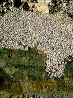 Congregation Of The Sea