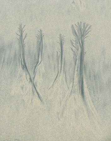 Rooted Sands