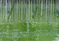 An Artist's Greens