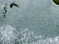Bubbling Fish