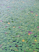 Lily Pad Clouds ~ Monet Water Series