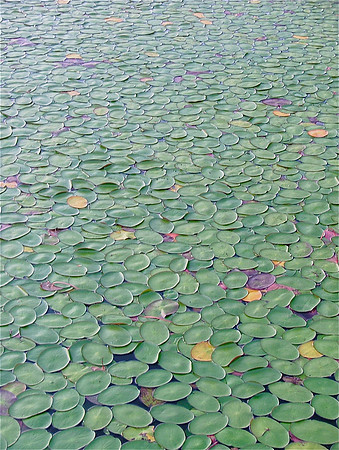 Lily Pad Clouds ~ Monet Water Series