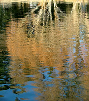 Shimmering Autumn (Monet Water Series)