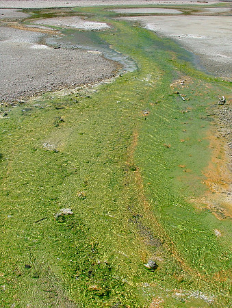 The Green River (Yellowstone Sulphur Pits Series)