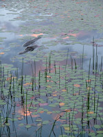 The Log (Monet Water Series)