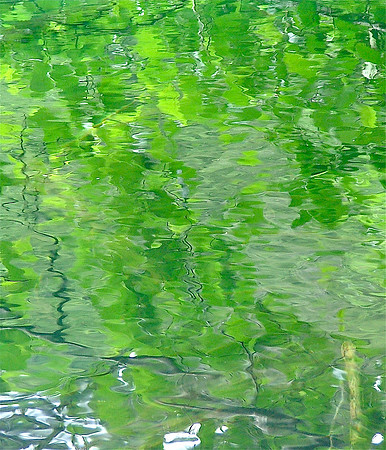 Wandering Greens