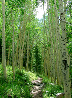 A Walk In The Woods