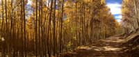 An Autumn Walk