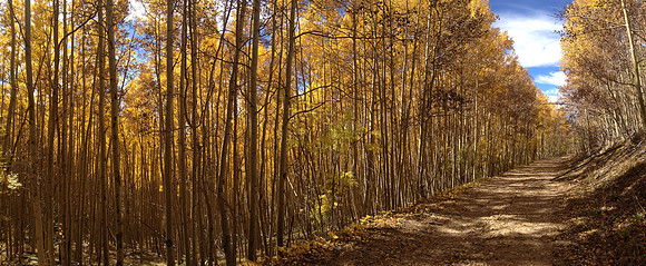 An Autumn Walk