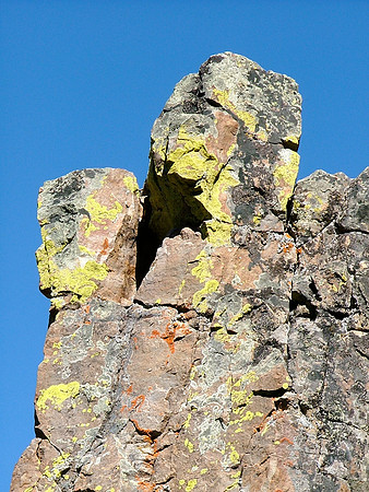 Lichen Profiles