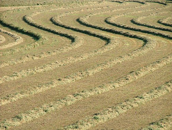 Life Pathways
