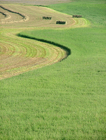 Life Texture