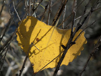 A Golden Heart