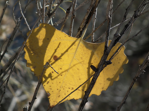 A Golden Heart