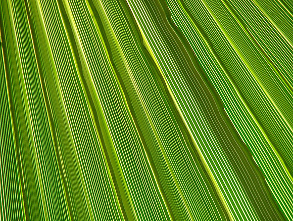 Alignment Of Growth