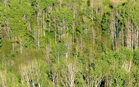 An Audience Of Trees