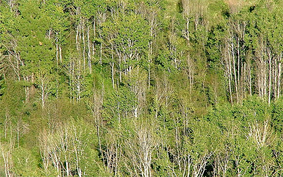 An Audience Of Trees