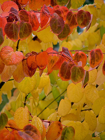 Autumn Do