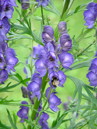 Bee Brave