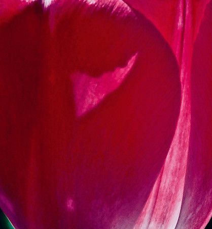 Blossoming Of Our Human Shadows