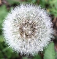 Textured Nature