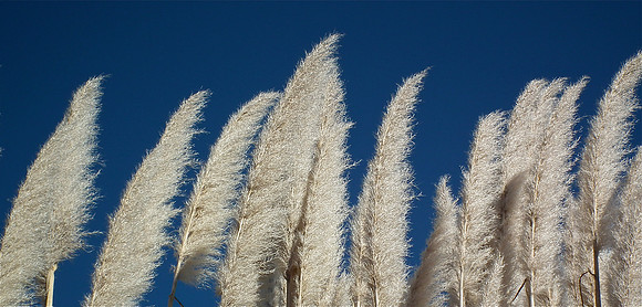 Feathers In Blue