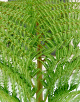 Fern Lace