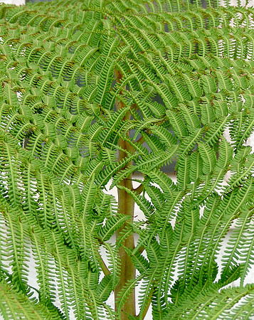 Fern Lace