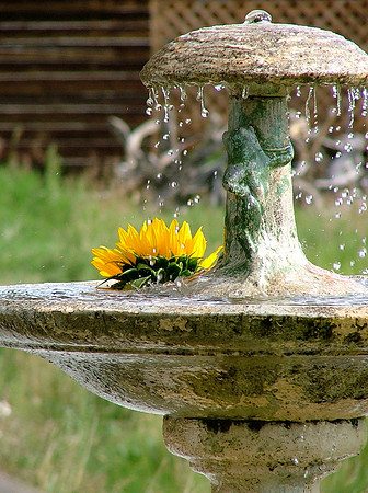 Frog Fountain