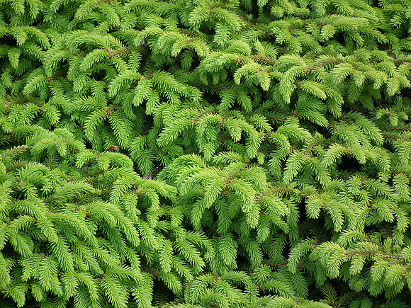 Green Beds