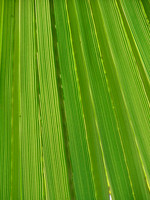 Green Highways