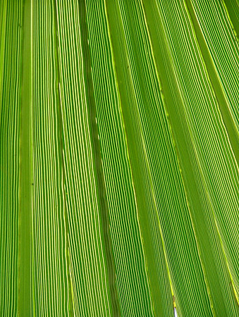 Green Highways
