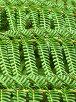 Green Keys
