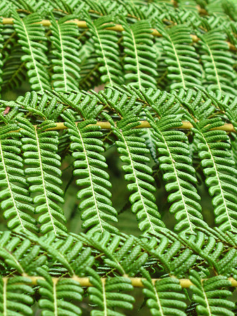 Green Keys