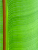 Green Roads