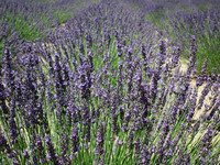 Lavender Dreams