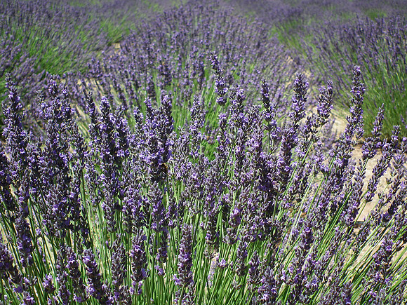 Lavender Dreams