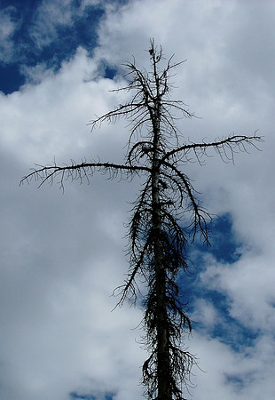 Nature's Crossing