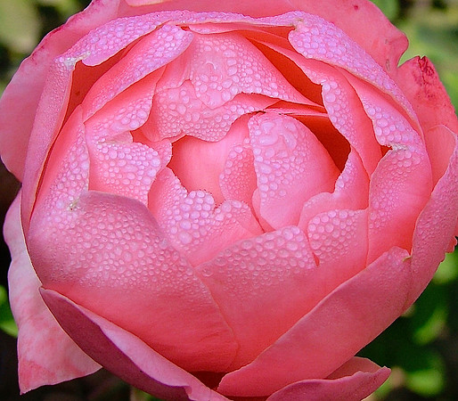Nourishing The Bloom
