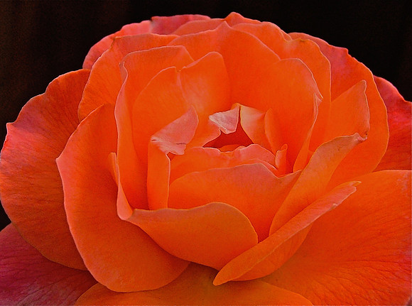 Orange Serenade