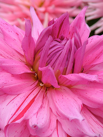 Party Pink