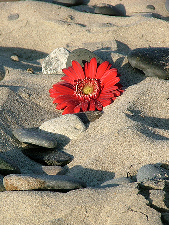 Sandy Surprises