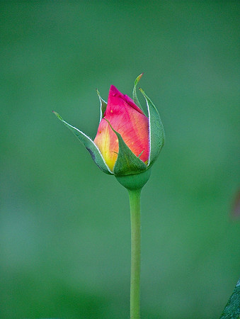 Standing Alone In The Light