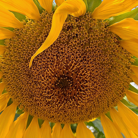 Sun Expansion