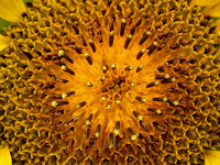 Sun Seeded Into Mother Earth