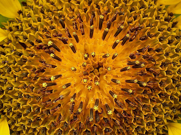 Sun Seeded Into Mother Earth