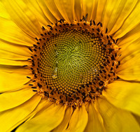 Sun Tears
