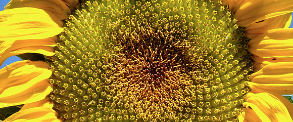 Sunflower Extract