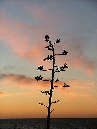 Sunset Ladder