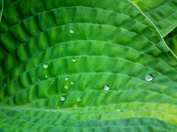 Tears Of Hope